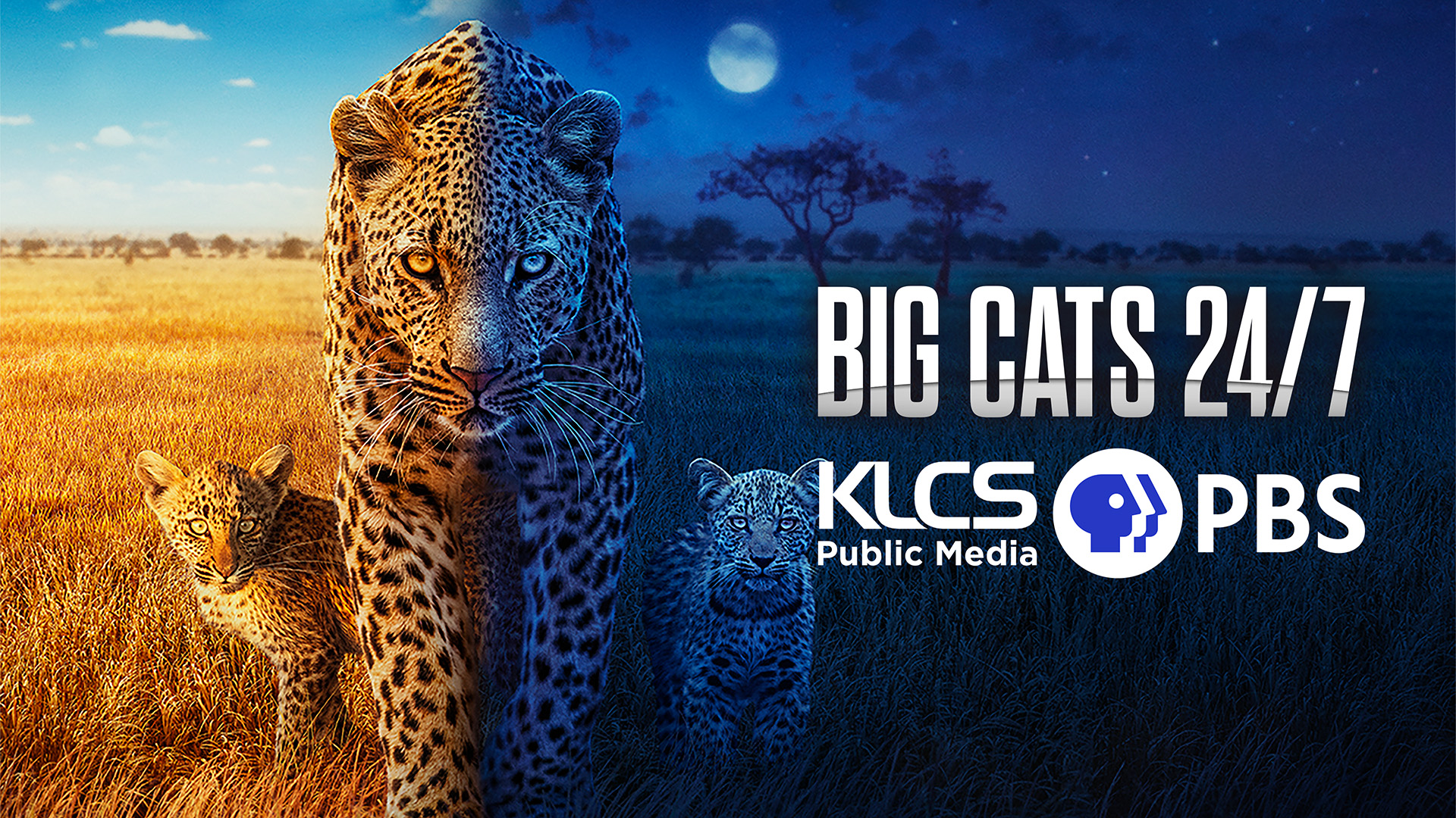 BIG CATS 24/7
