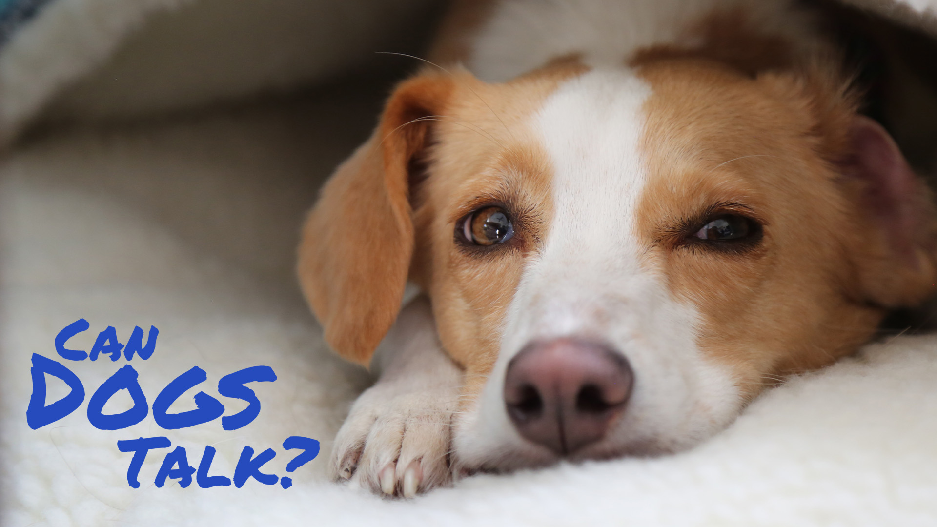 NOVA - Can Dogs Talk?